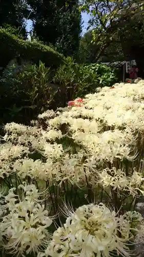 横浜　西方寺の自然