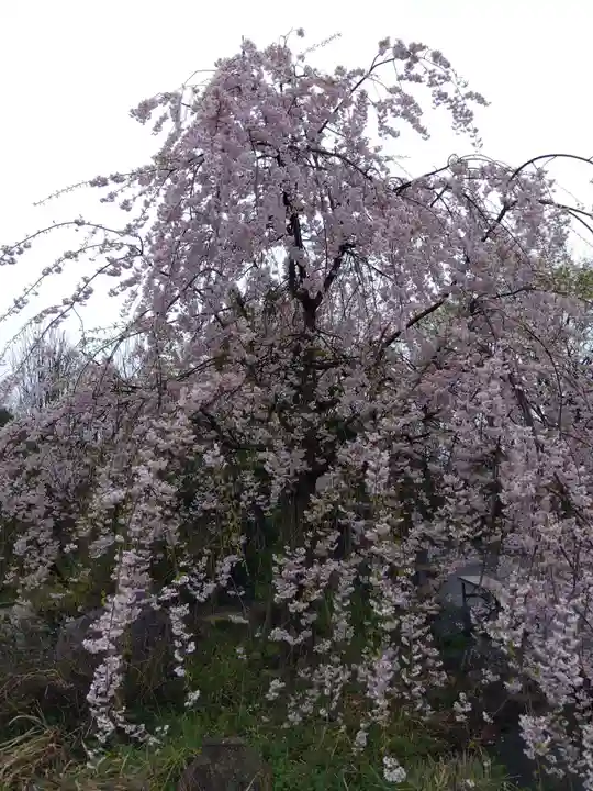 御誕生寺(猫寺)(福井県)