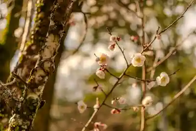 天岩戸神社(宮崎県)
