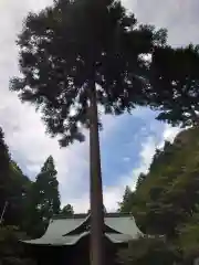 内々神社の自然