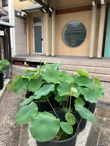 称念寺(大阪府)