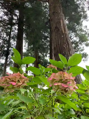 日枝神社の自然