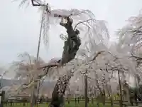 清雲寺の自然