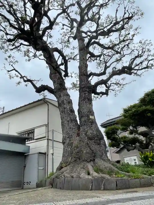 観音寺の御朱印