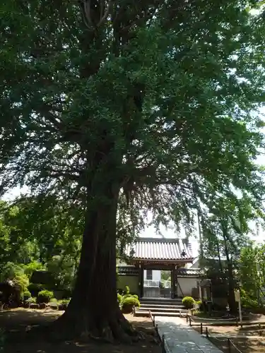 法林寺の山門