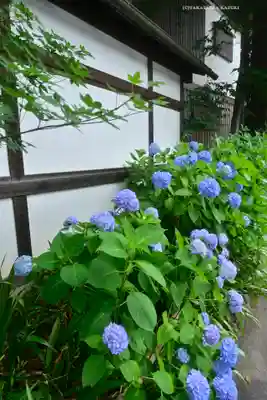 川越氷川神社(埼玉県)