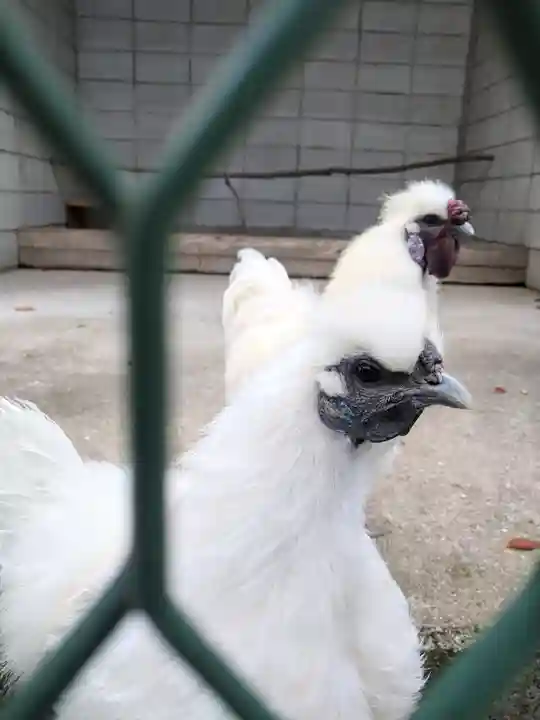阿智神社の動物