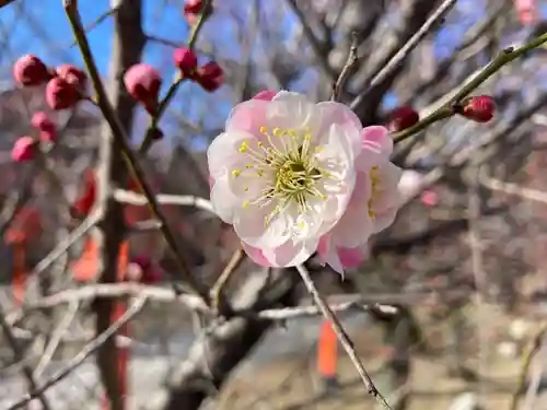朝日森天満宮の自然