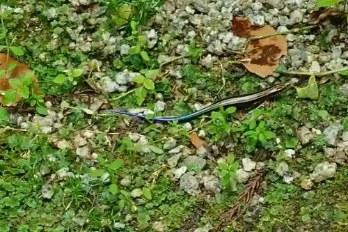岡寺（龍蓋寺）の動物