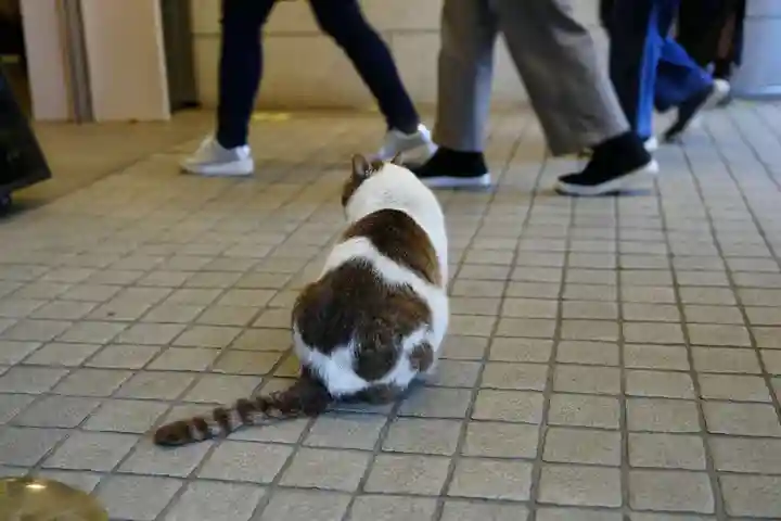 江島神社の動物