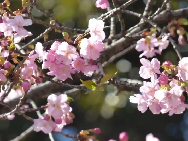 楽法寺(雨引観音)の自然