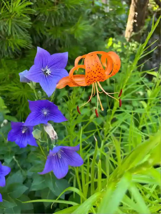 珍蔵寺 (山形県)