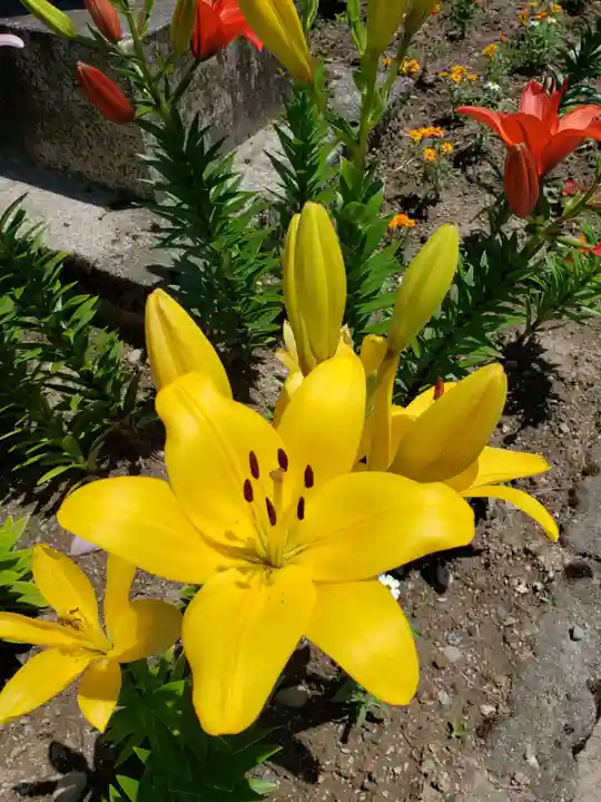 今市神社の自然