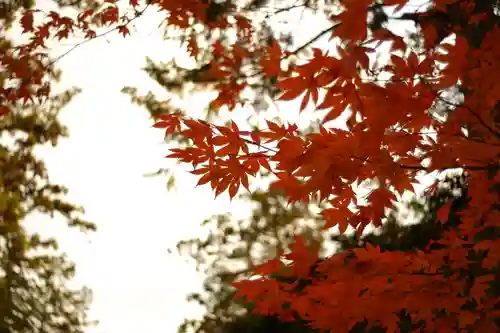 大縣神社(愛知県)