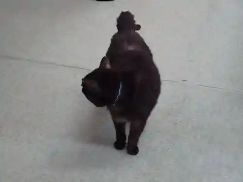 弥生神社の動物