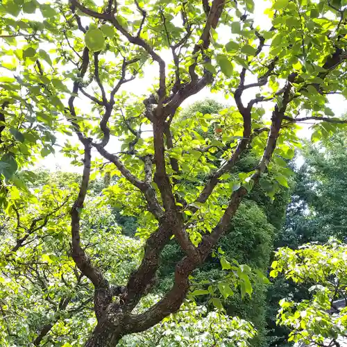 西向天神社の自然