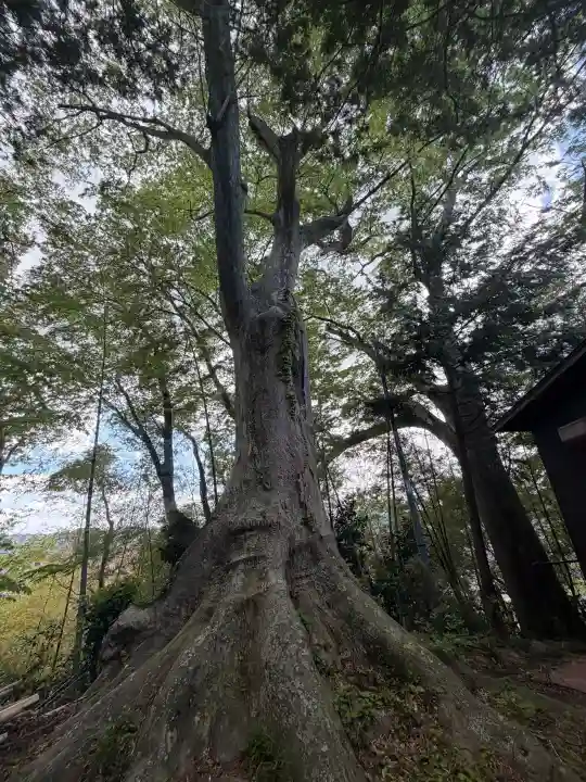二本松神社の{uncategorized: "未分類", other: "その他", undefined: "問題あり", building: "その他建物", grave: "お墓", sacred_gate: "鳥居", guardian: "狛犬", statue: "像", buddha: "仏像", history: "歴史", nature: "自然", garden: "庭園", animal: "動物", pagoda: "塔", temizu: "手水舎", mountain_gate: "山門・神門", sanctuary: "本殿・本堂", subordinate: "末社・摂社", art: "芸術", scenery: "景色", jizo: "地蔵", ema: "絵馬", goshuin: "御朱印", omikuji: "おみくじ", items: "授与品その他", amulet: "お守り", goshuincho: "御朱印帳", eats: "食事", festival: "お祭り", votive_dance: "神楽", shichigosan: "七五三参", wedding: "結婚式", experience: "体験その他", initially: "初詣", around: "周辺", anti_infection: "感染症対策"}