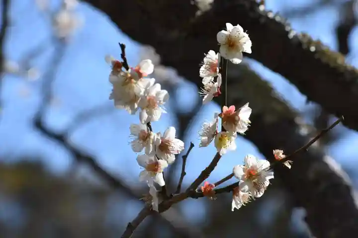 安房神社の自然