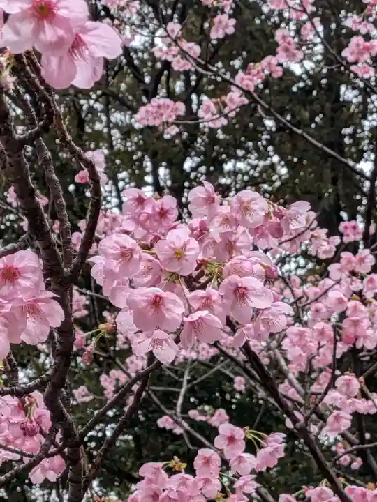 妙法寺(東京都)