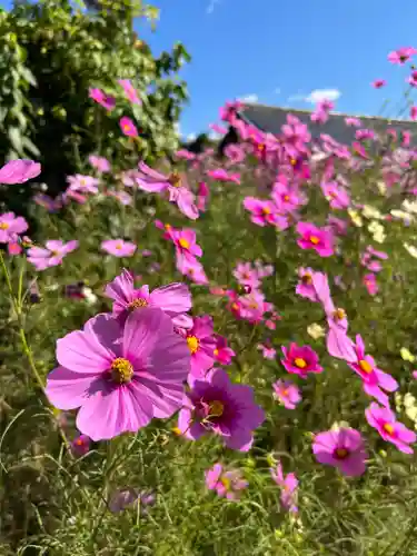 般若寺 ❁﻿コスモス寺❁の自然