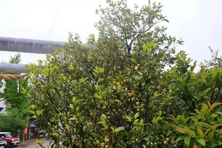 阿邪訶根神社の自然