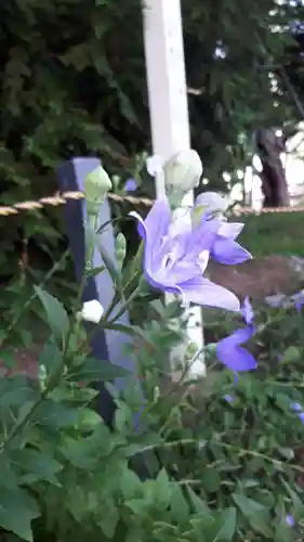 新琴似神社の自然