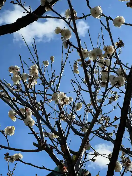 亀戸天神社(東京都)