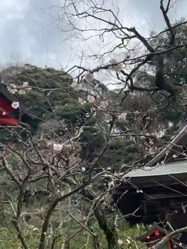 荏柄天神社の自然