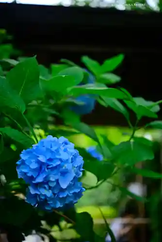 明月院(神奈川県)