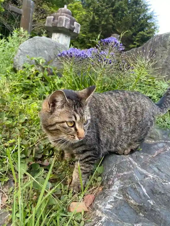 鳳仙寺の{uncategorized: "未分類", other: "その他", undefined: "問題あり", building: "その他建物", grave: "お墓", sacred_gate: "鳥居", guardian: "狛犬", statue: "像", buddha: "仏像", history: "歴史", nature: "自然", garden: "庭園", animal: "動物", pagoda: "塔", temizu: "手水舎", mountain_gate: "山門・神門", sanctuary: "本殿・本堂", subordinate: "末社・摂社", art: "芸術", scenery: "景色", jizo: "地蔵", ema: "絵馬", goshuin: "御朱印", omikuji: "おみくじ", items: "授与品その他", amulet: "お守り", goshuincho: "御朱印帳", eats: "食事", festival: "お祭り", votive_dance: "神楽", shichigosan: "七五三参", wedding: "結婚式", experience: "体験その他", initially: "初詣", around: "周辺", anti_infection: "感染症対策"}