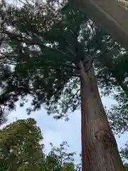 鷲神社(茨城県)