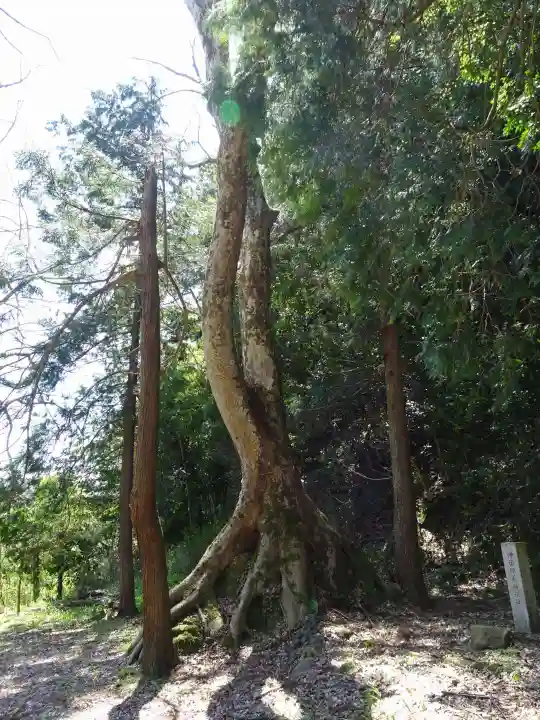 熊野大社の自然