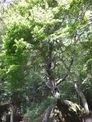 丹内山神社の自然