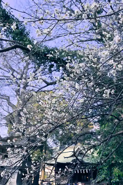 谷保天満宮の自然