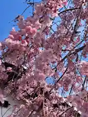 三島八幡神社の自然