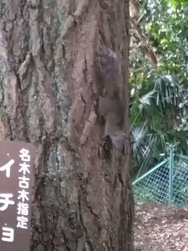 熊野神社（杉田・中原）(神奈川県)