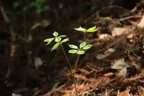 鹿島大神宮の自然