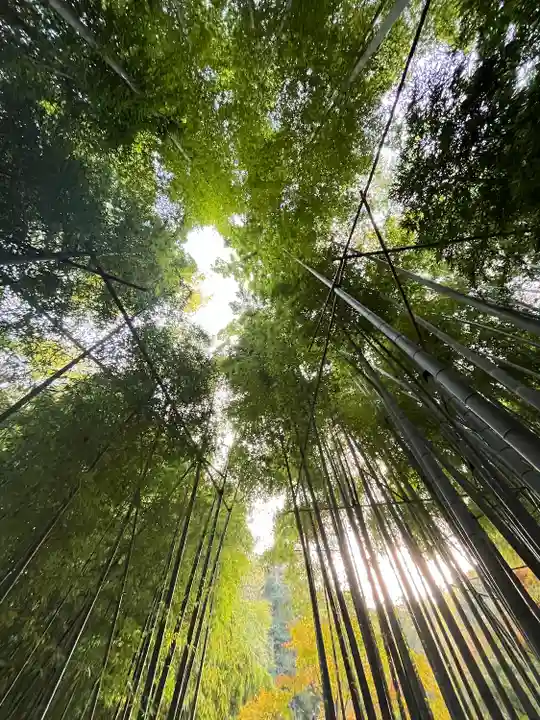 報国寺(神奈川県)