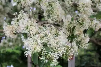 沙沙貴神社(滋賀県)
