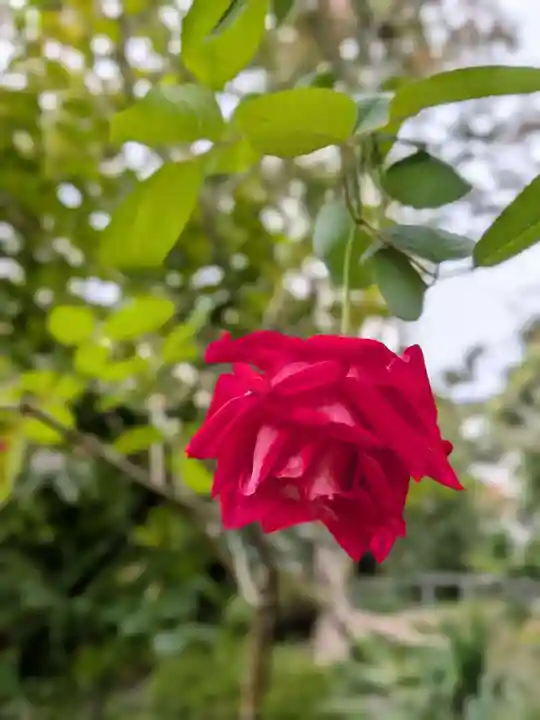 乃木神社(東京都)