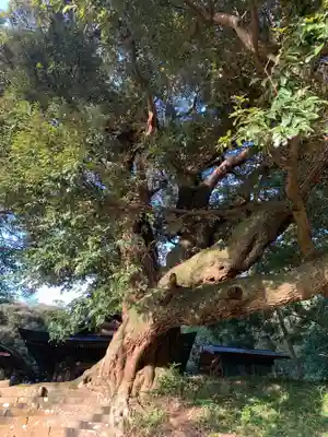 面足神社の自然