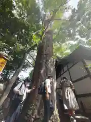 川越氷川神社の自然