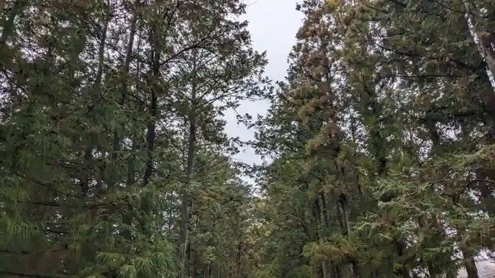 小村神社の自然