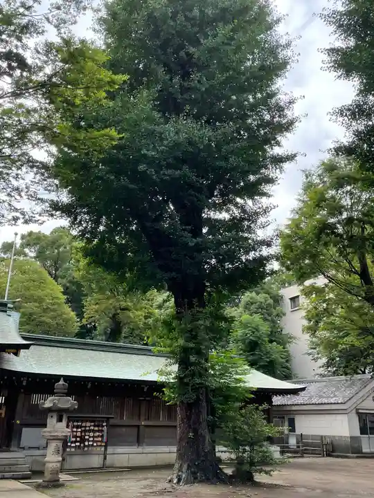 荻窪八幡神社の自然