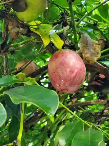 沙沙貴神社の自然