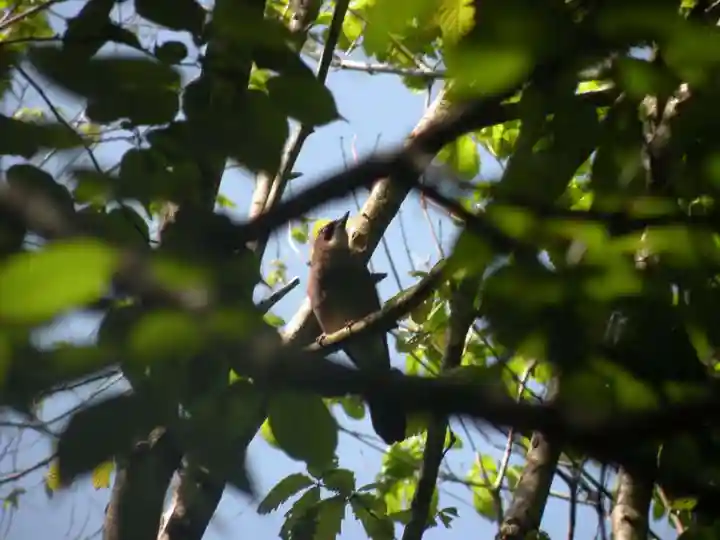 戸隠神社火之御子社の動物