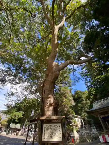 金華山黄金山神社(宮城県)