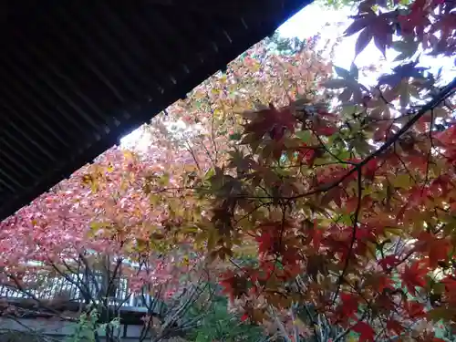 大山寺の自然