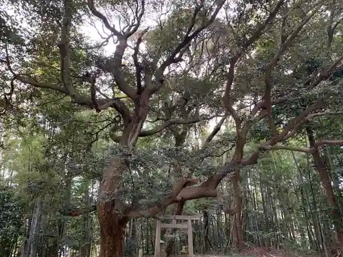 惣社八幡宮の鳥居