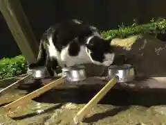 王子神社の動物